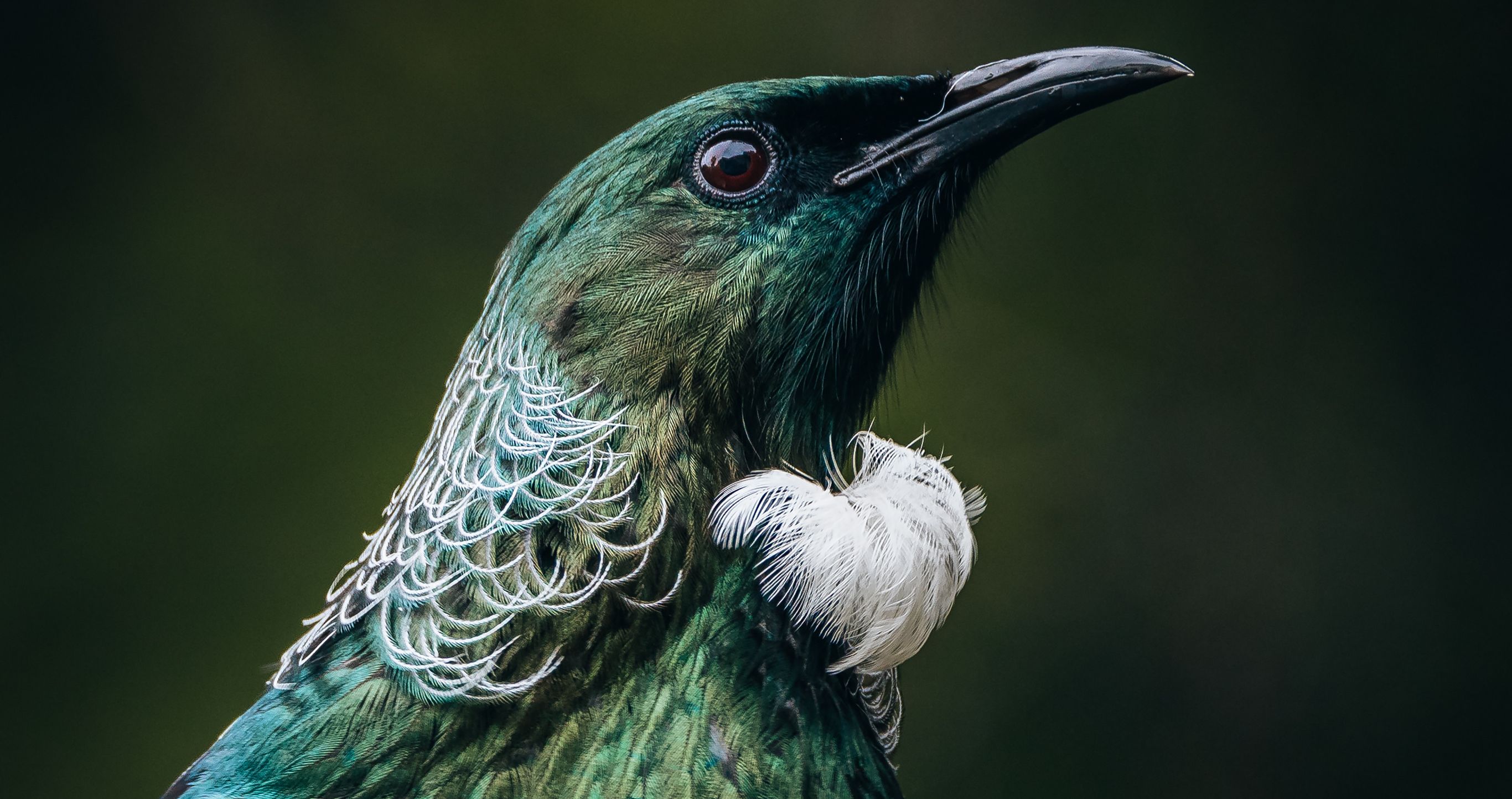 Life Under the Radar