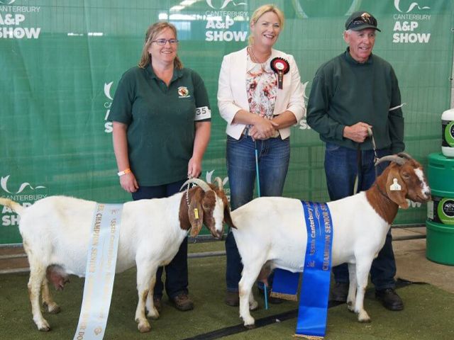 2017 NZBGBA South Island Champion Senior Doe & Reserve