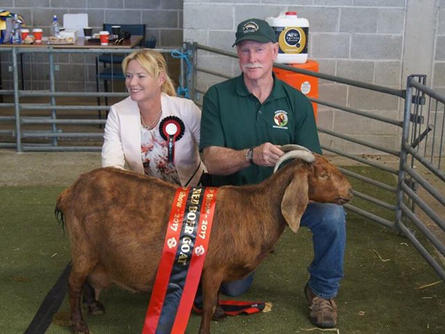 2017 New Zealand Supreme Champion Red Boer Goat
