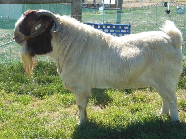 2017 Taieri Show Supreme Champion Boer Goat