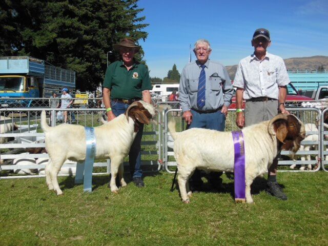 2017 Wanaka Show Grand Champion Buck & Reserve