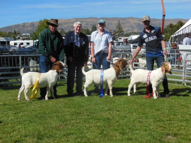 2017 Wanaka Show Champion Junior Buck & Reserve