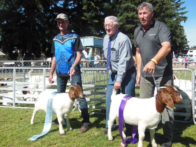 2017 Wanaka Show Champion Junior Doe & Reserve